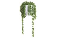 4Living viherkasvi Helmivillakko ruukussa 39 cm